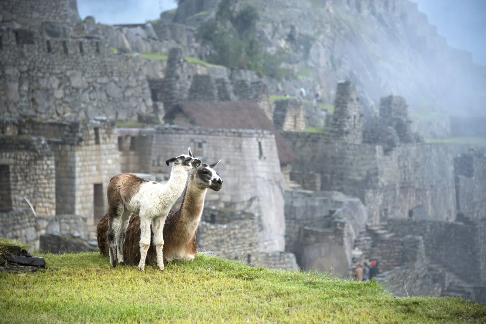 Two llamas on a grassy terrace among the misty ruins of Machu Picchu