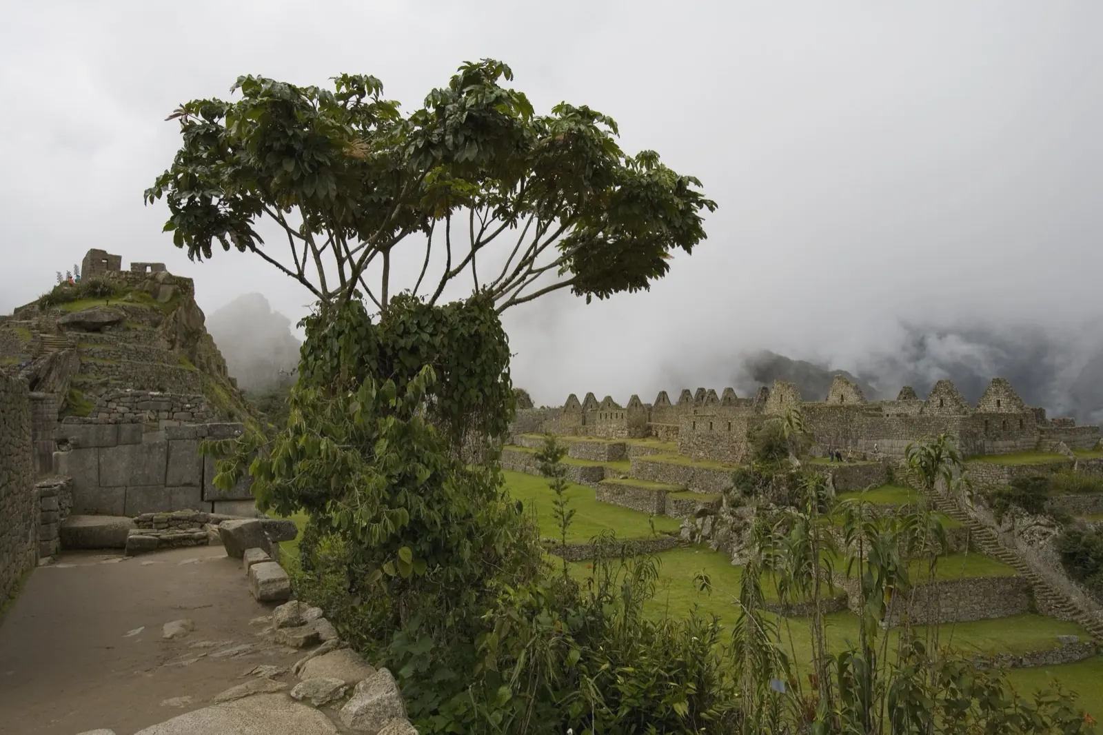 A quiet corner of the Machu Picchu citadel with a lone tree in drifting mist